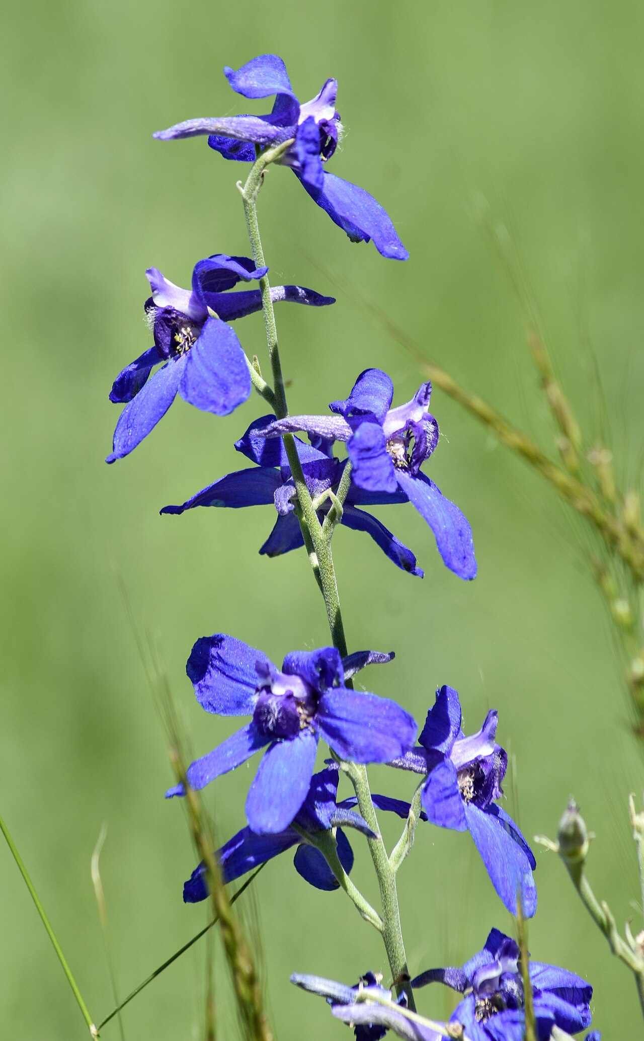 Rittersporn (Delphinium)