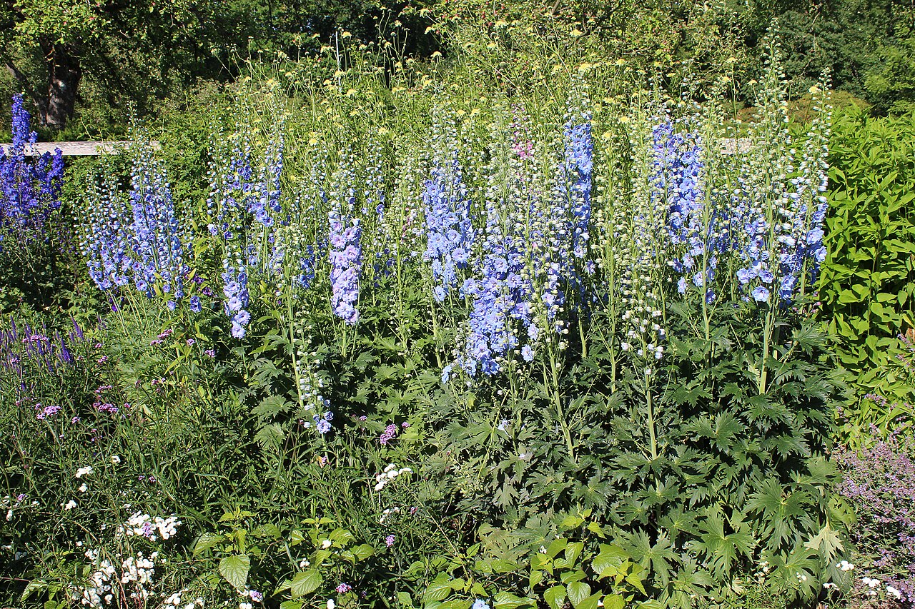 Rittersporn (Delphinium)