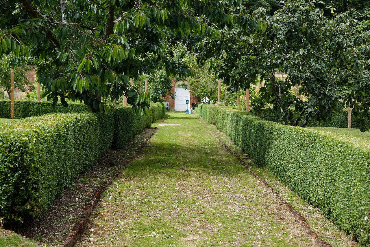 Buchsbaum (Buxus sempervirens)
