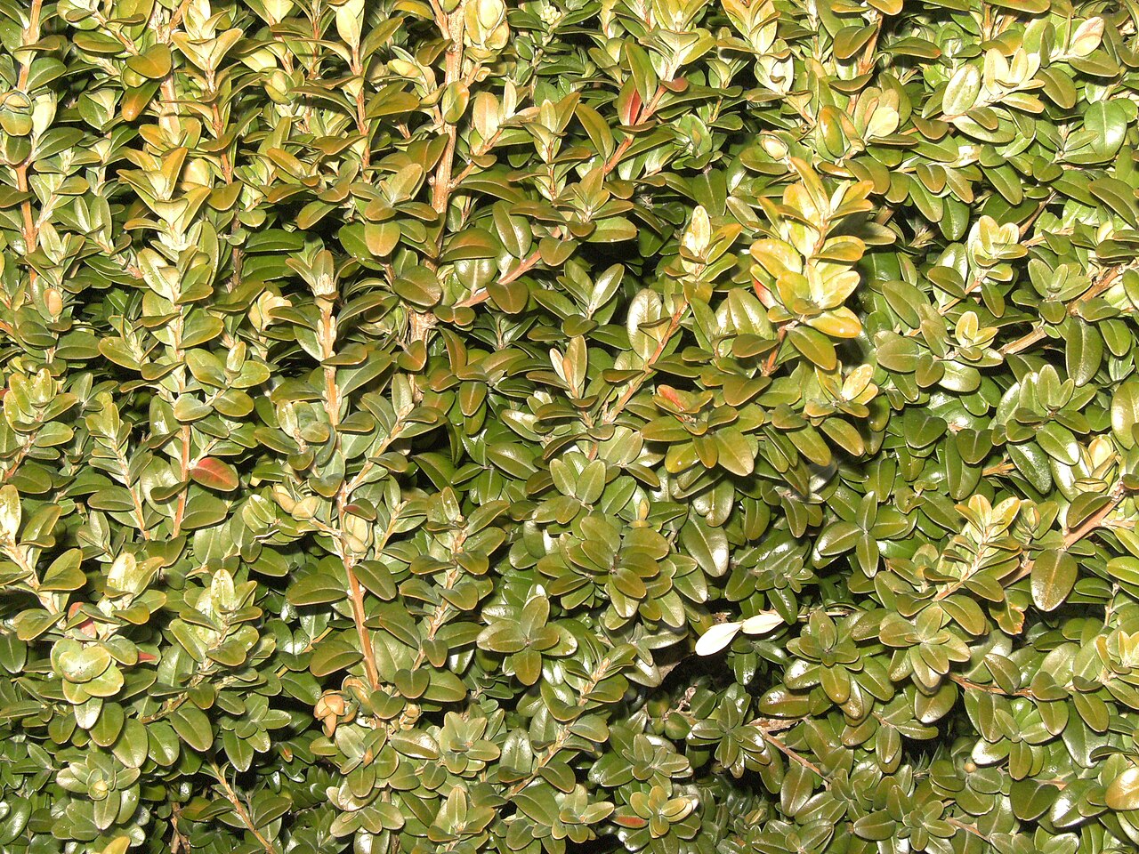 Buchsbaum (Buxus sempervirens)