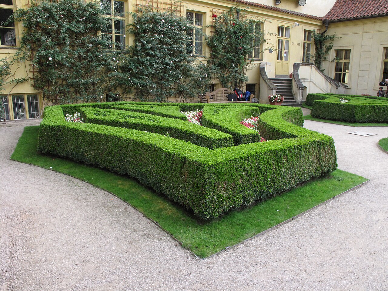 Buchsbaum (Buxus sempervirens)