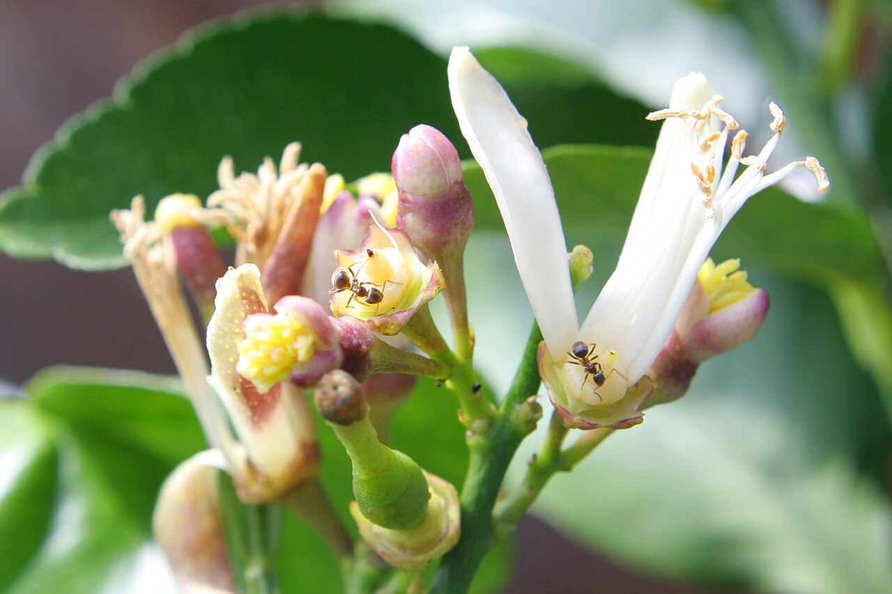 Zitronenbaum (Citrus limon)