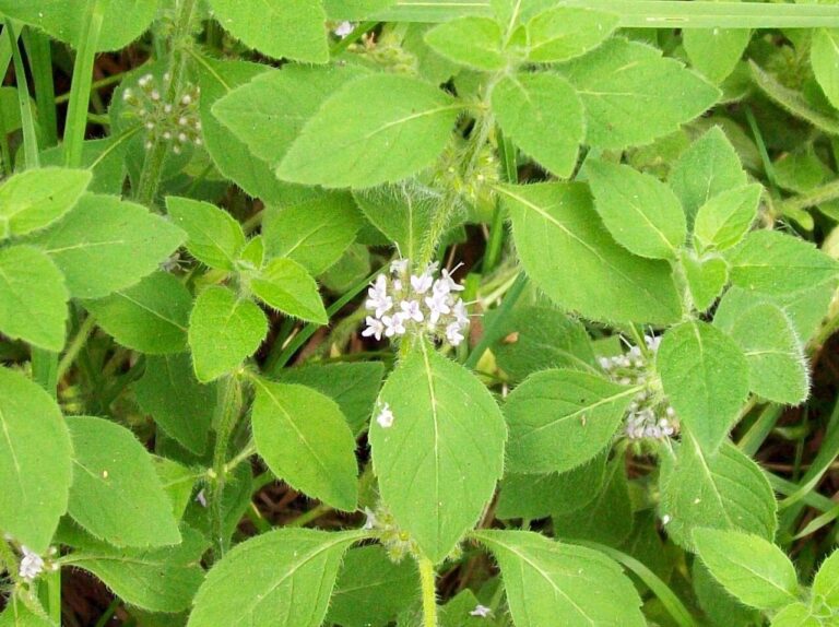 Minze (Mentha)