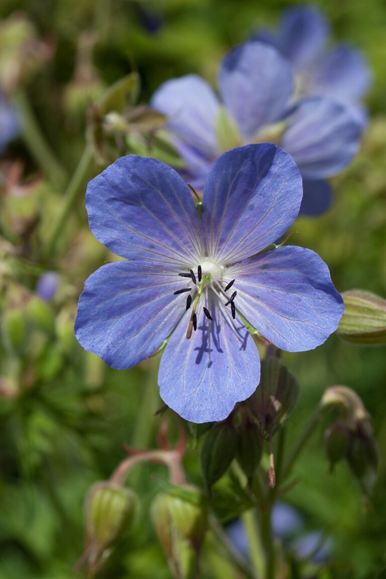 Storchschnabel (Geranium)