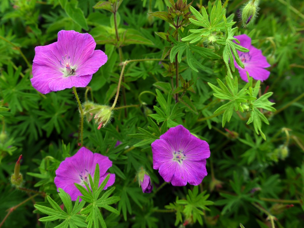 Storchschnabel (Geranium)