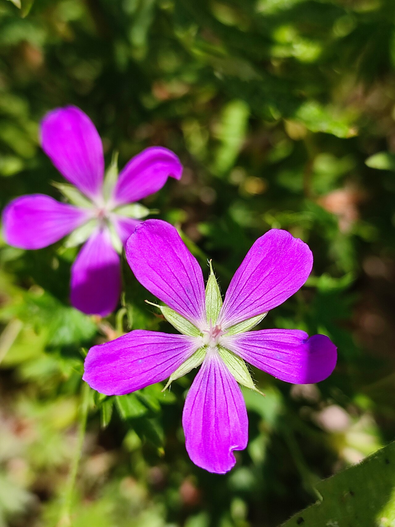Storchschnabel (Geranium)