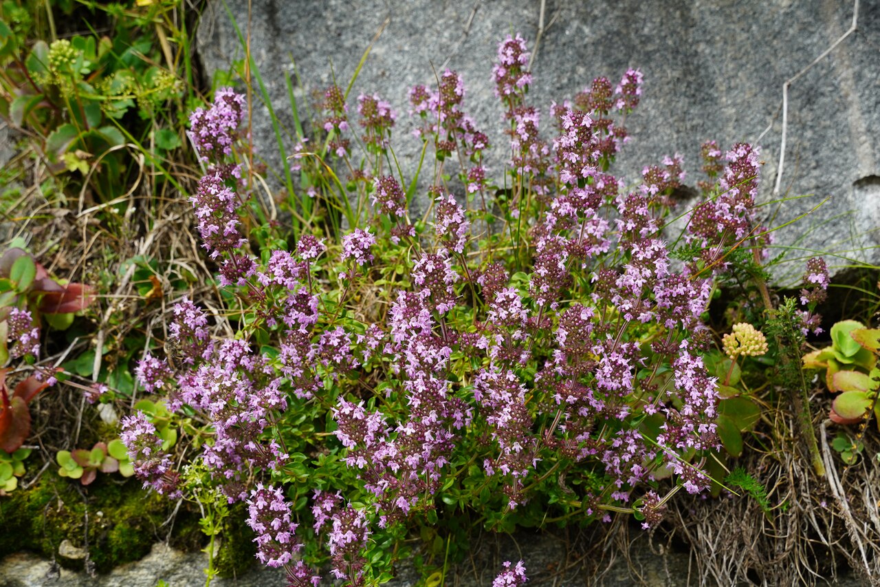 Thymian