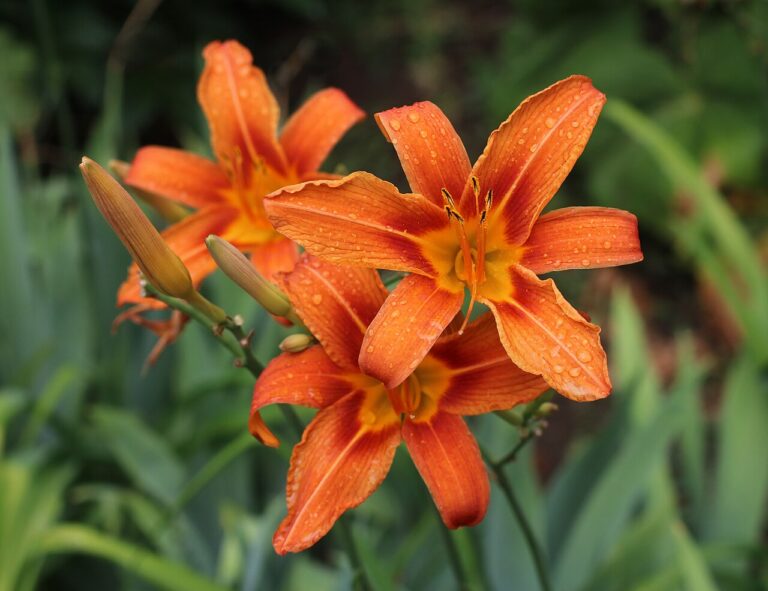 Taglilie (Hemerocallis)