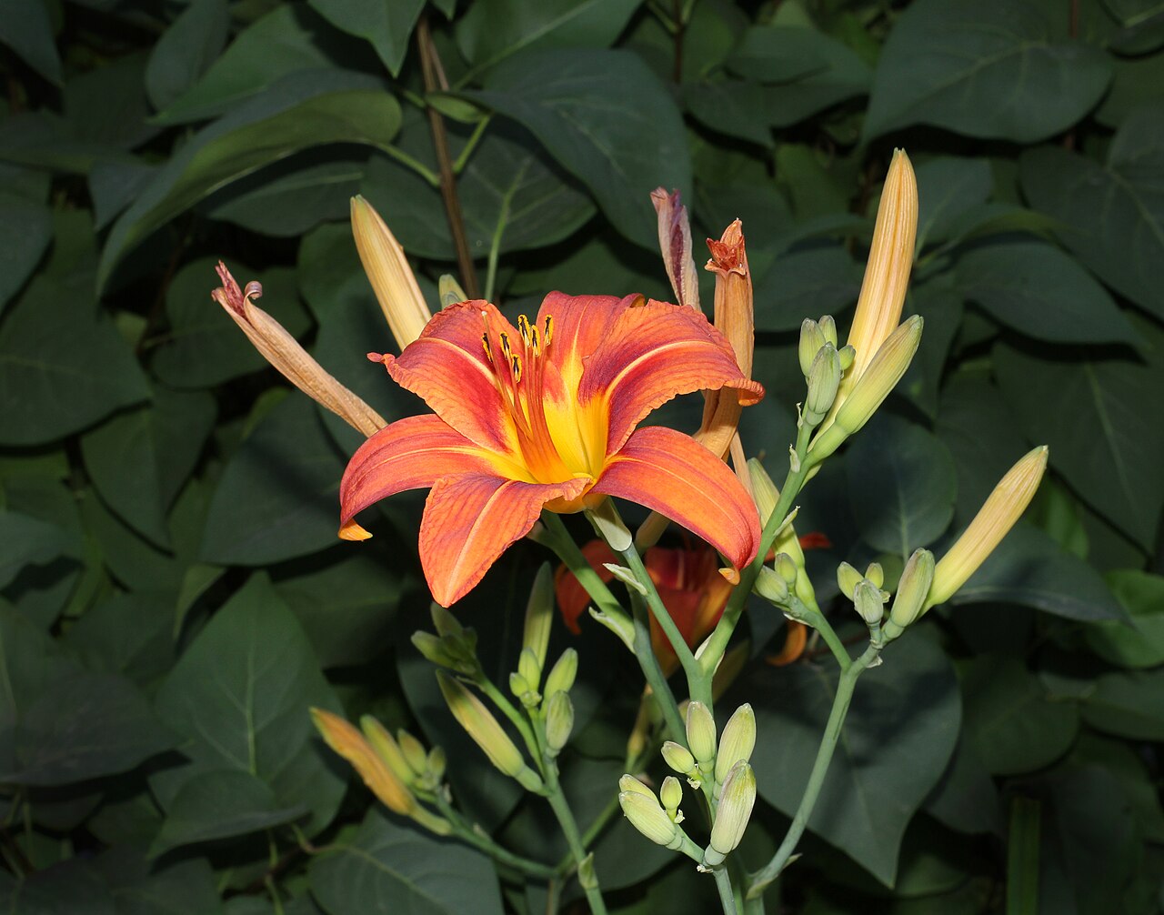 Taglilie (Hemerocallis)