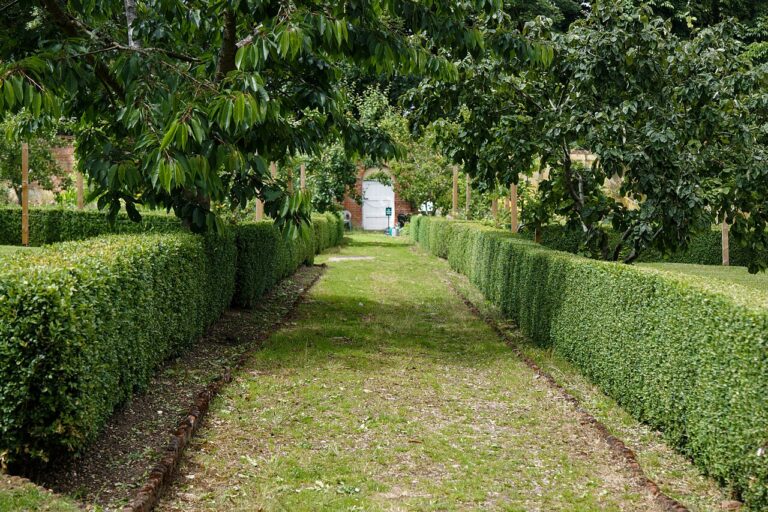 Buchsbaum (Buxus sempervirens)