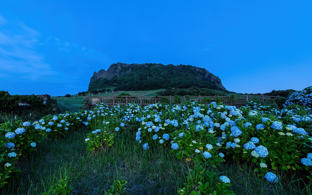 Hortensie