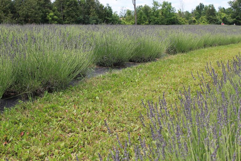 Lavendel