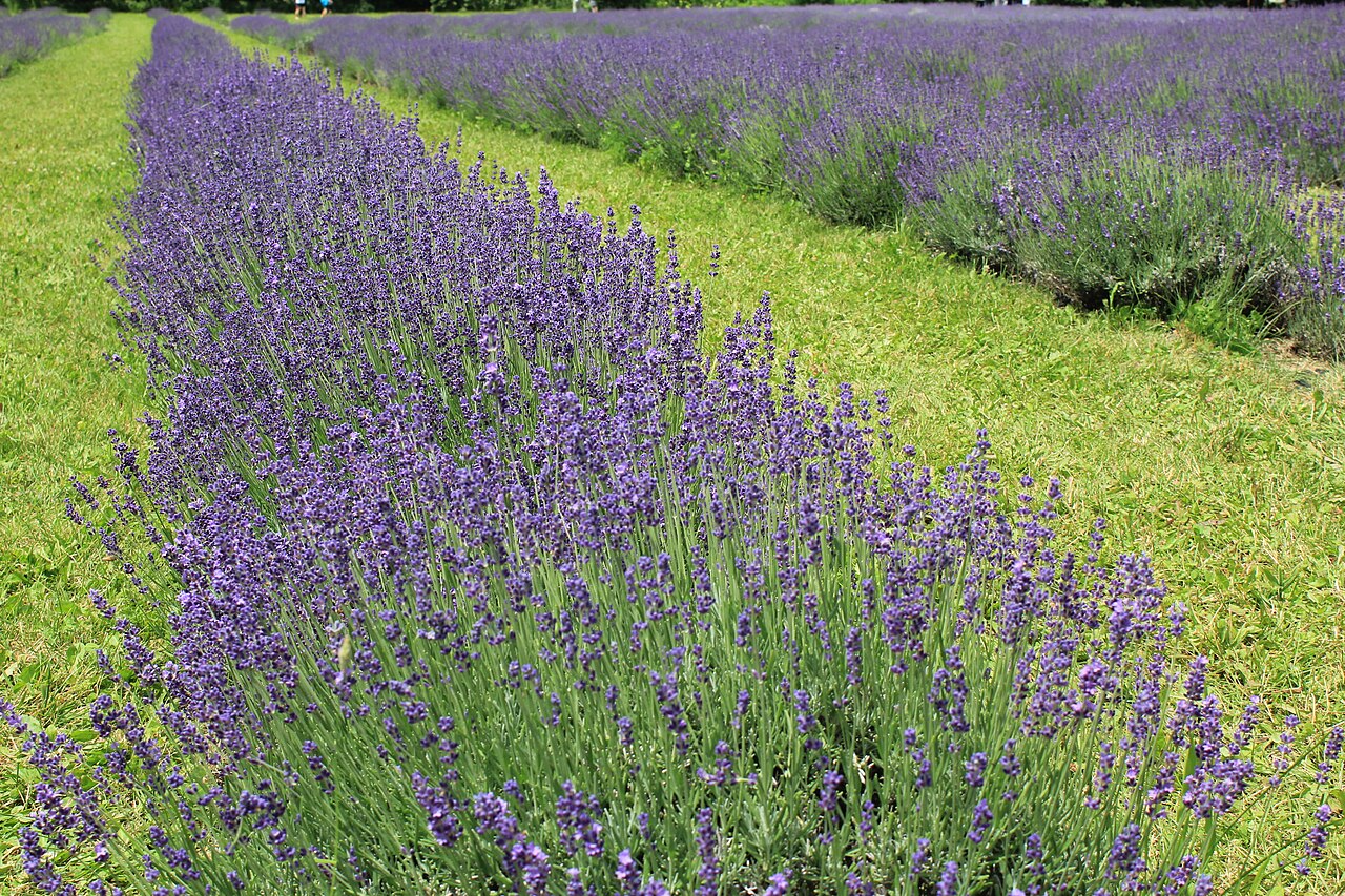 Lavendel