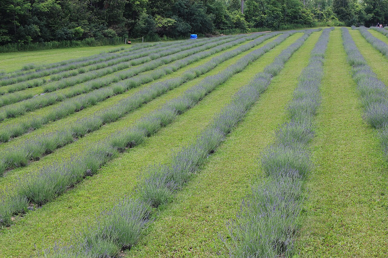 Lavendel
