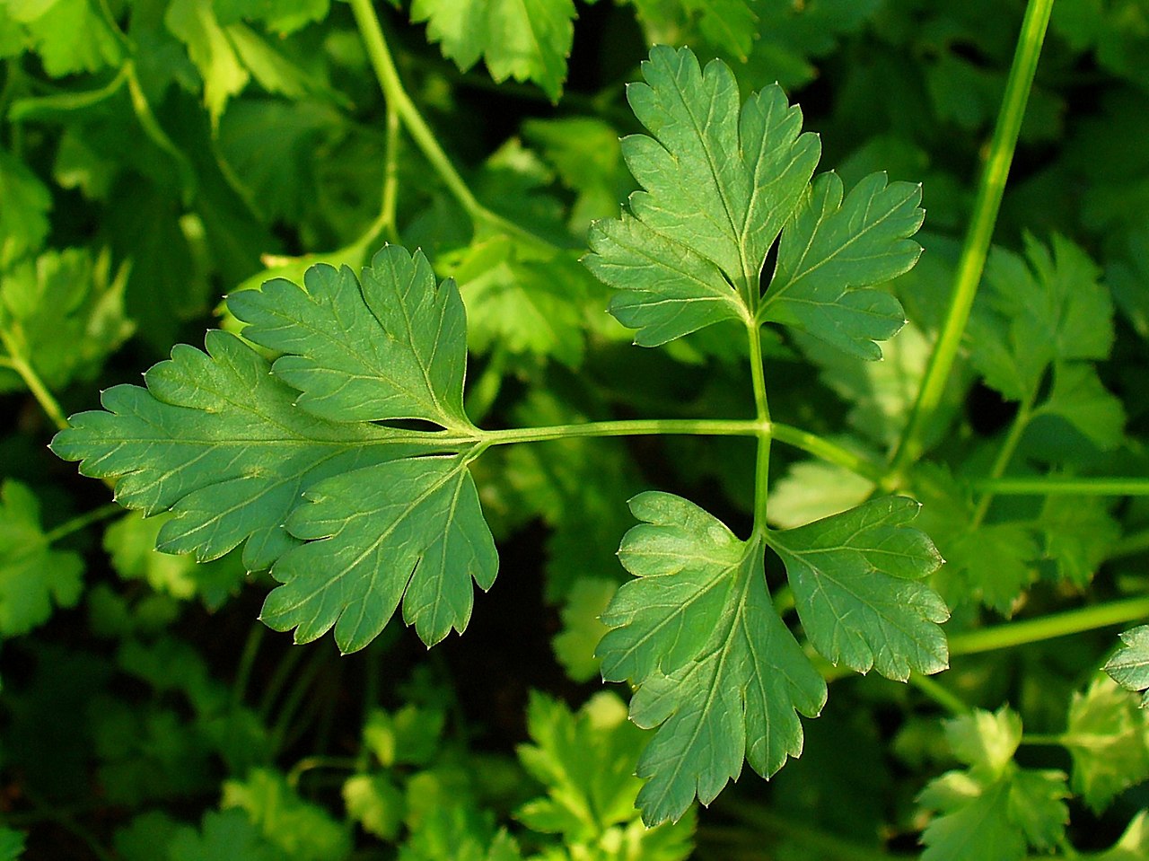 Petersilie (Petroselinum)