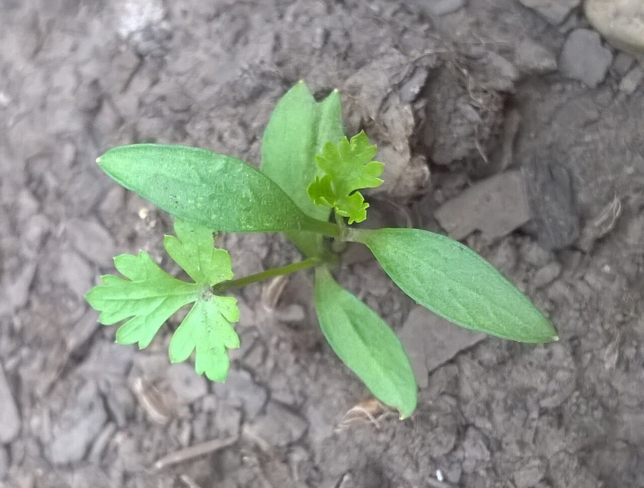 Petersilie (Petroselinum)