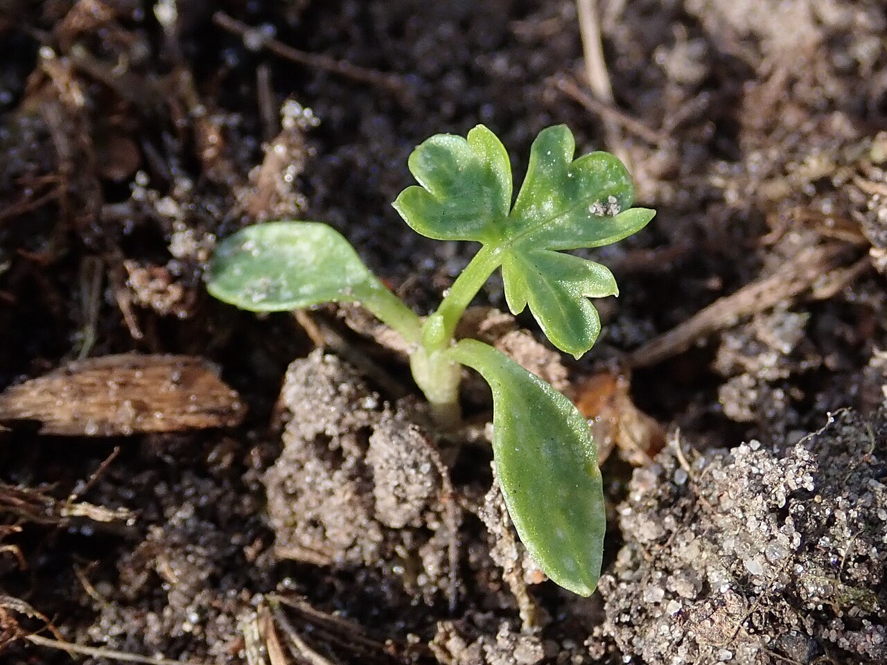 Petersilie (Petroselinum)