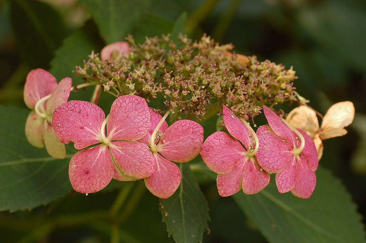 Hortensie