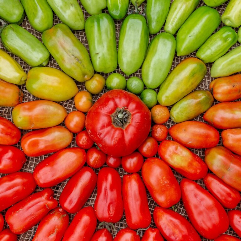 Tomatenpflanze