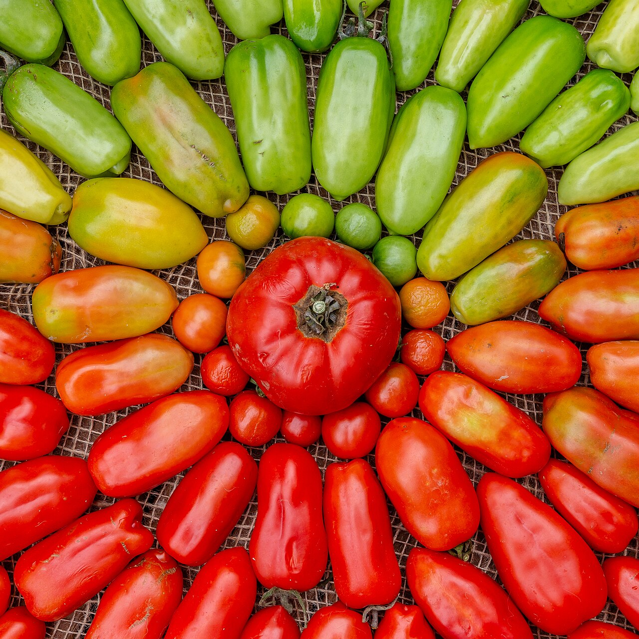 Tomatenpflanze
