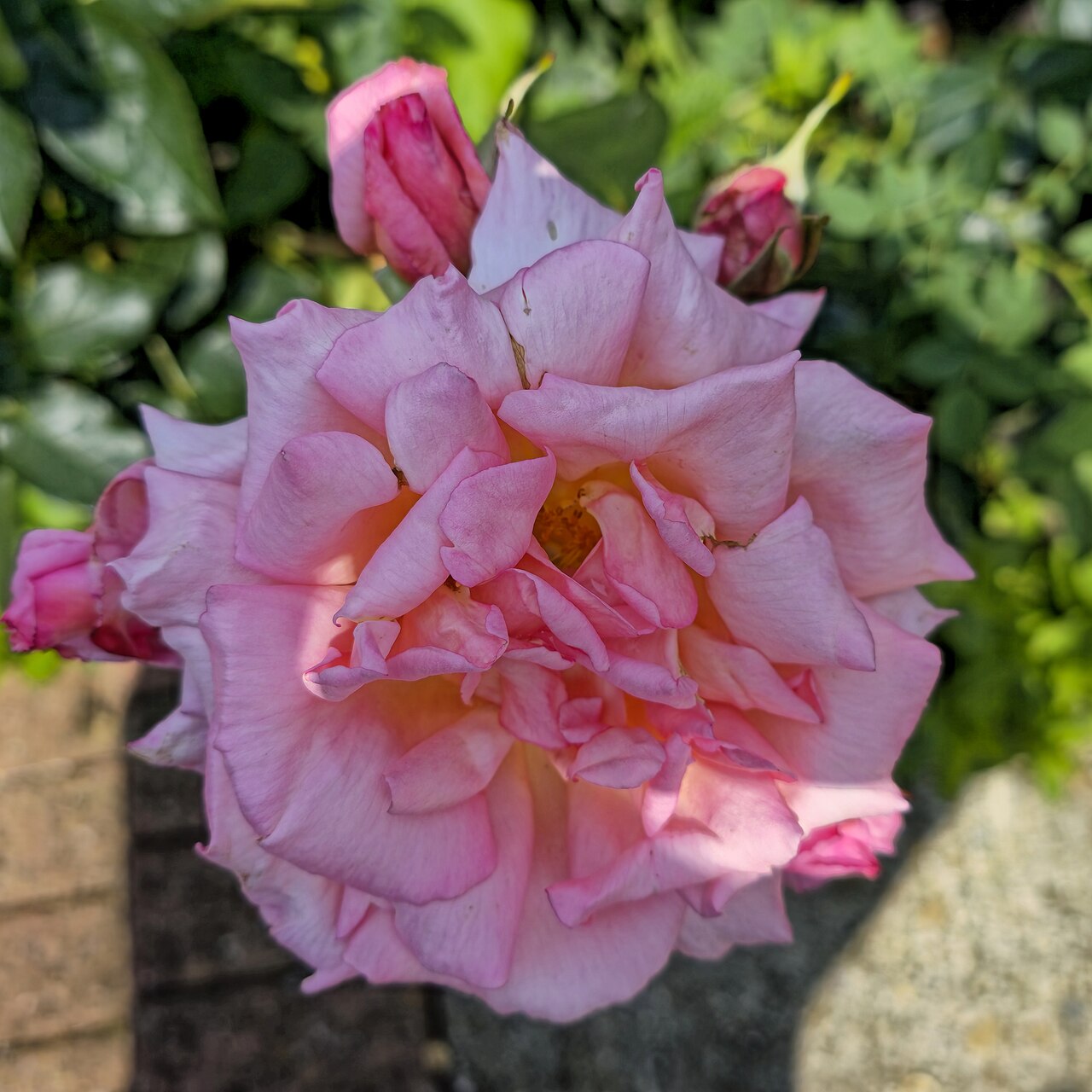 Rosenstrauch