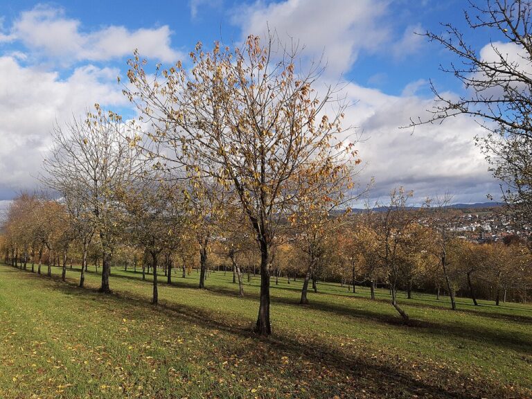 Apfelbaum im Obstgarten