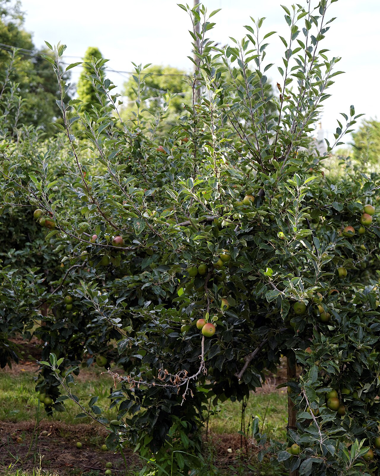Apfelbaum