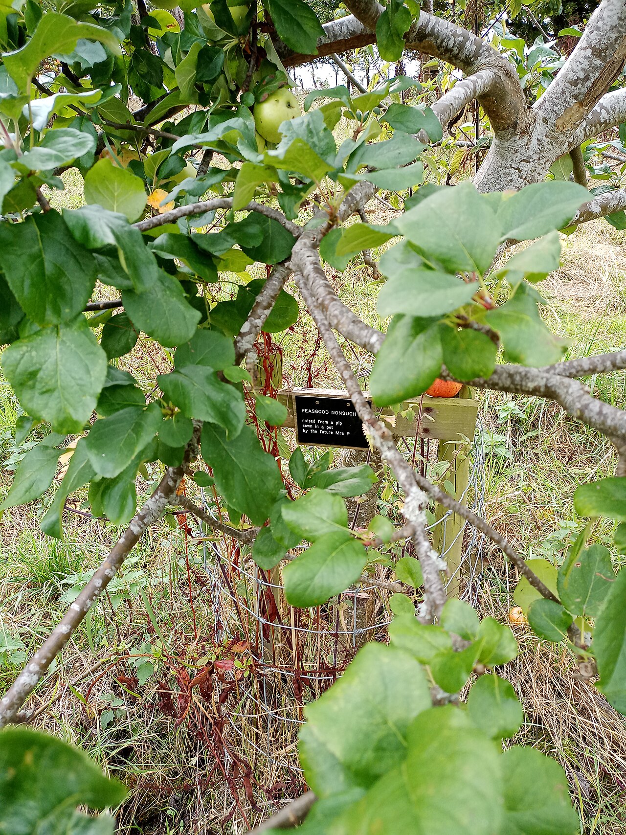 Apfelbaum