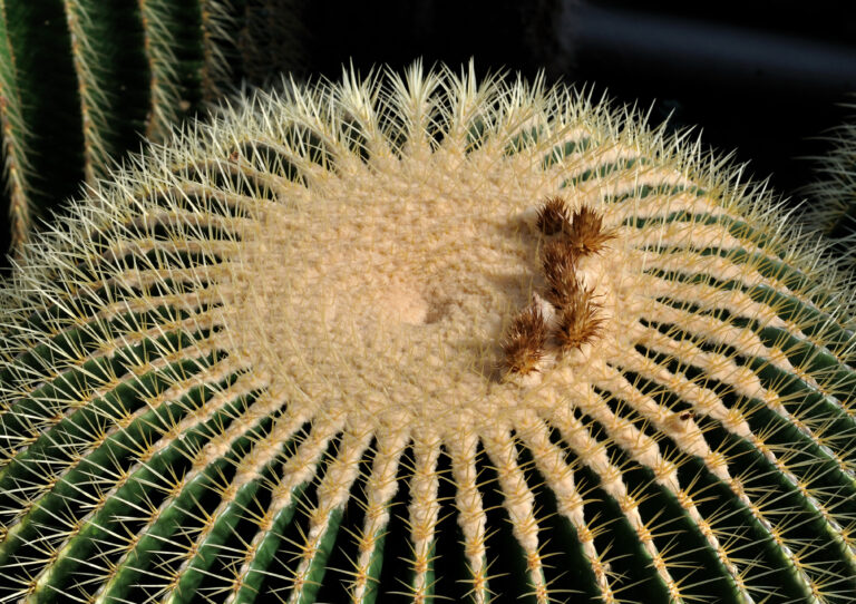 Kaktus (Echinocactus grusonii)