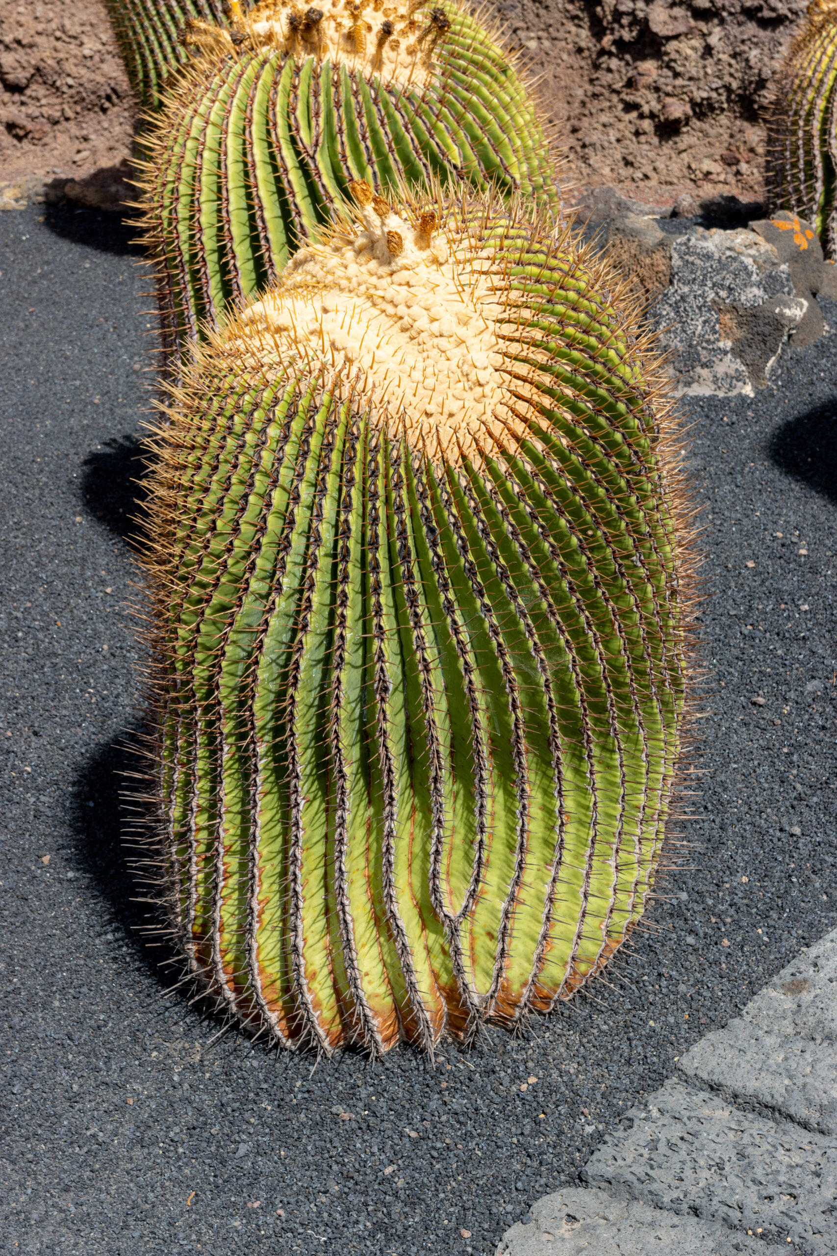 Kakteen