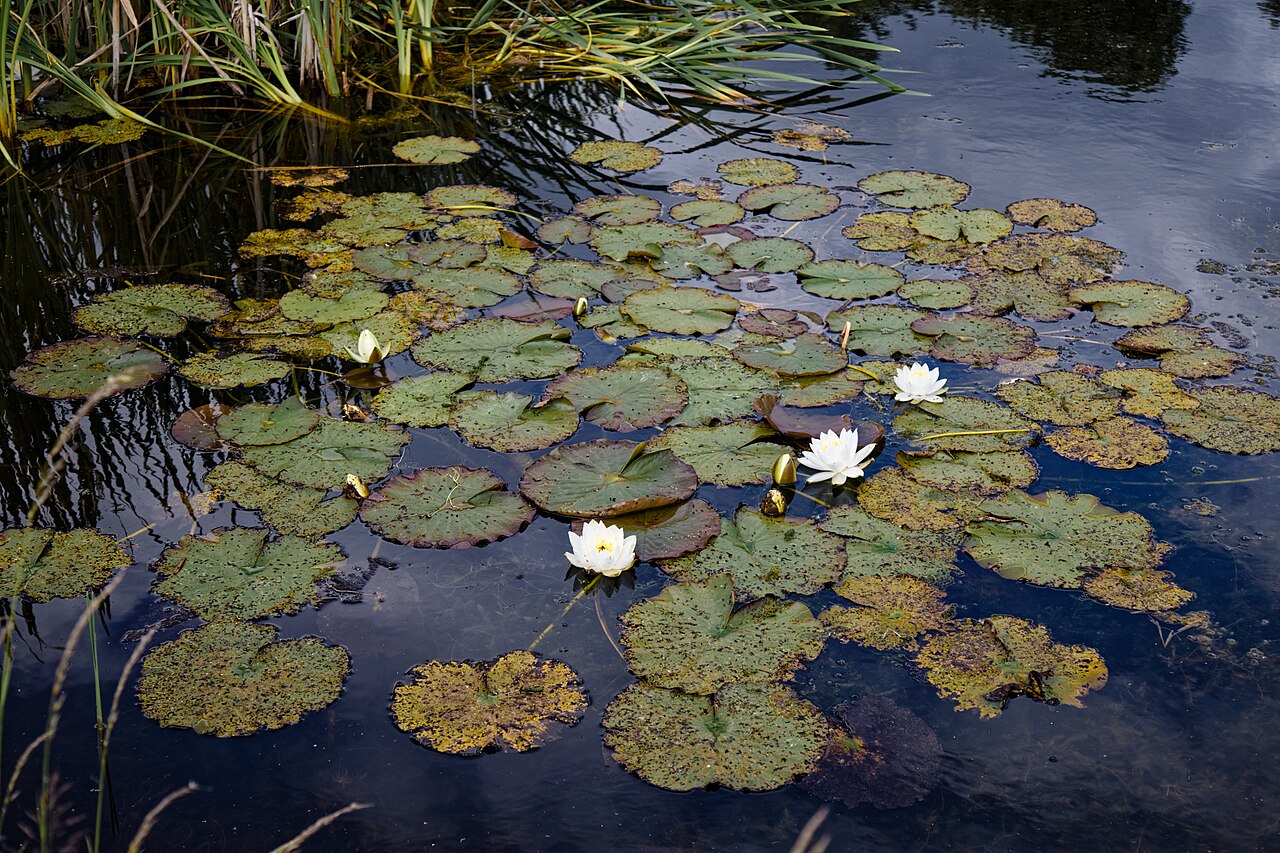 Teichpflanzen