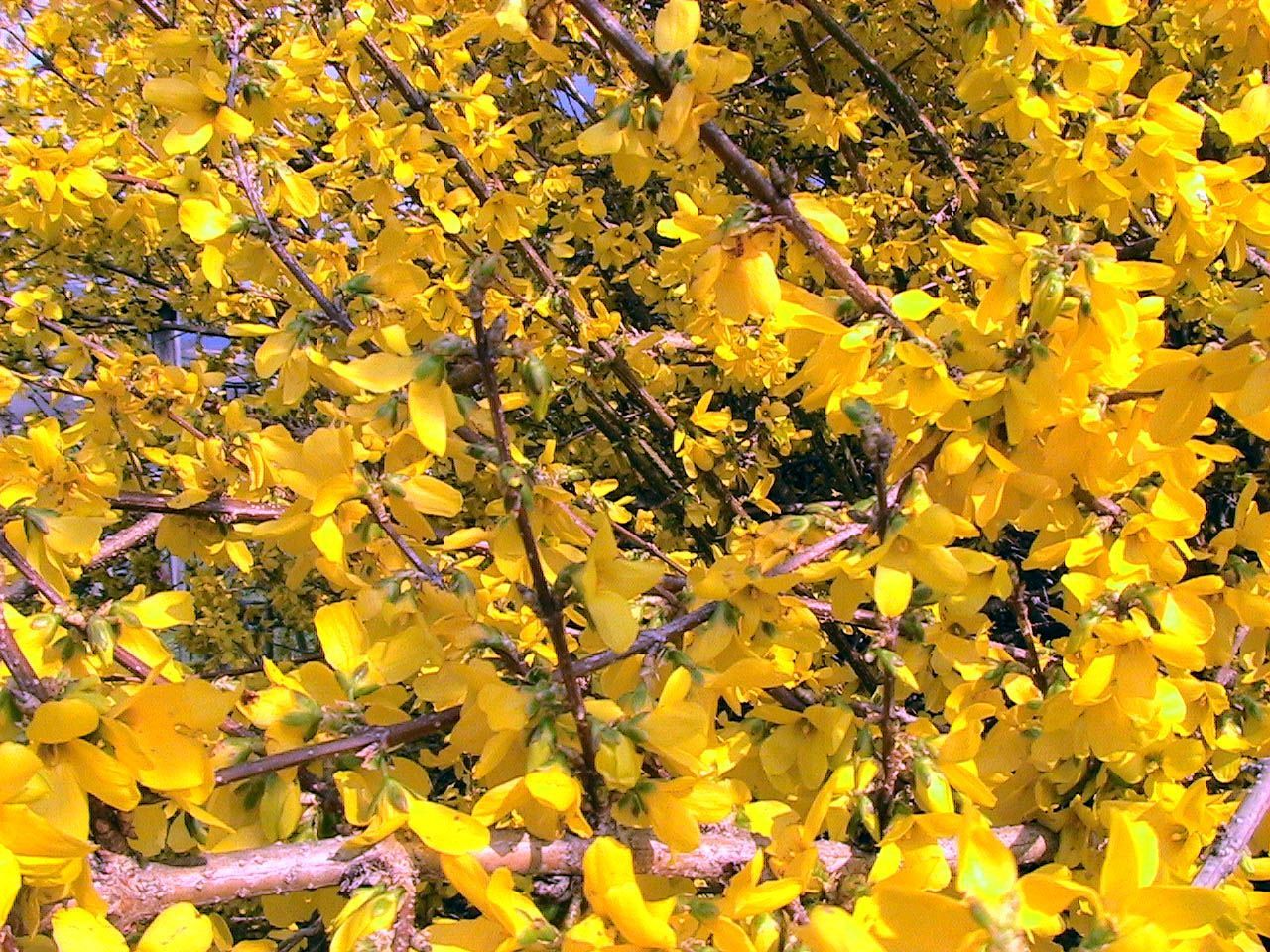 Forsythie