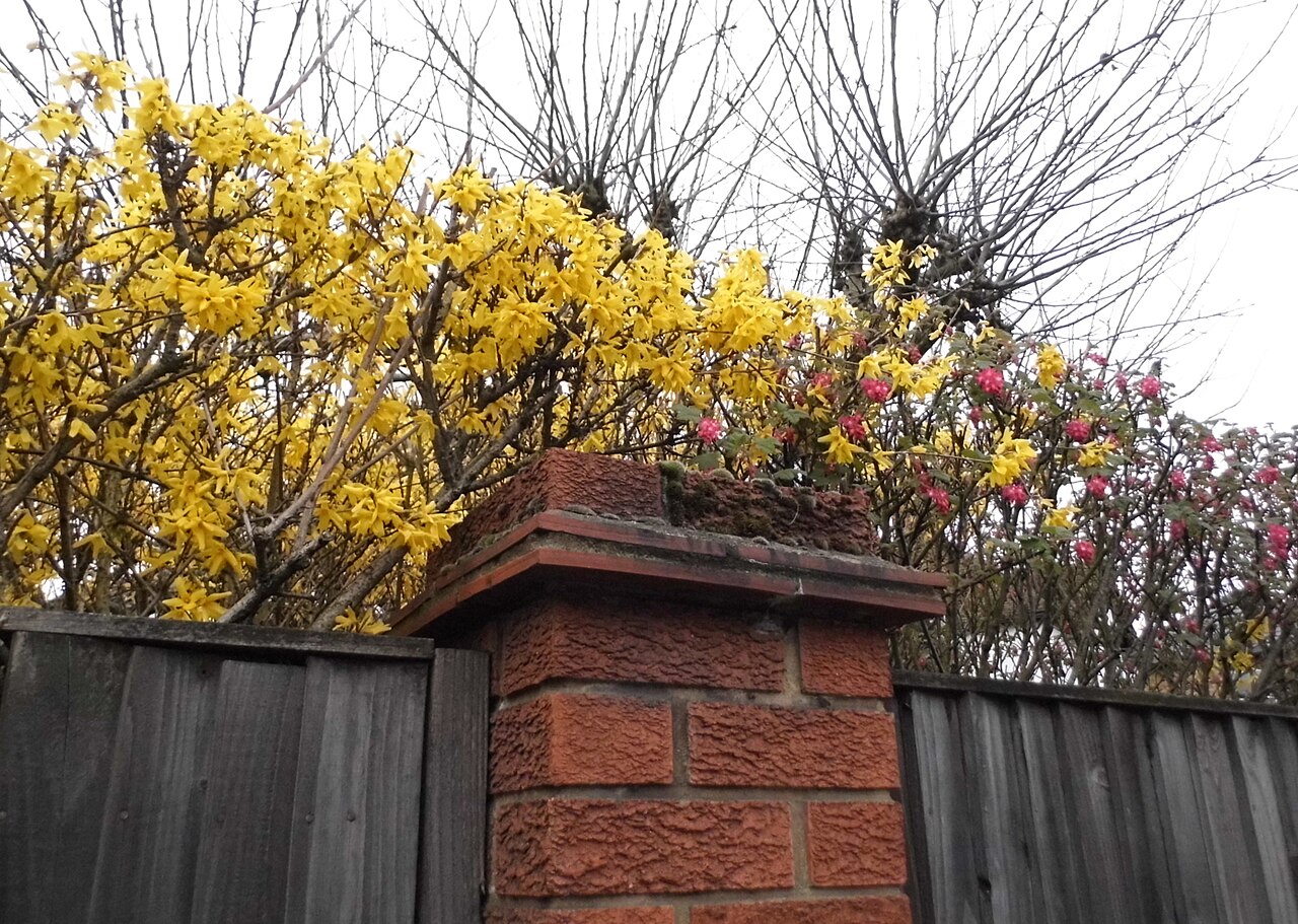 Forsythie