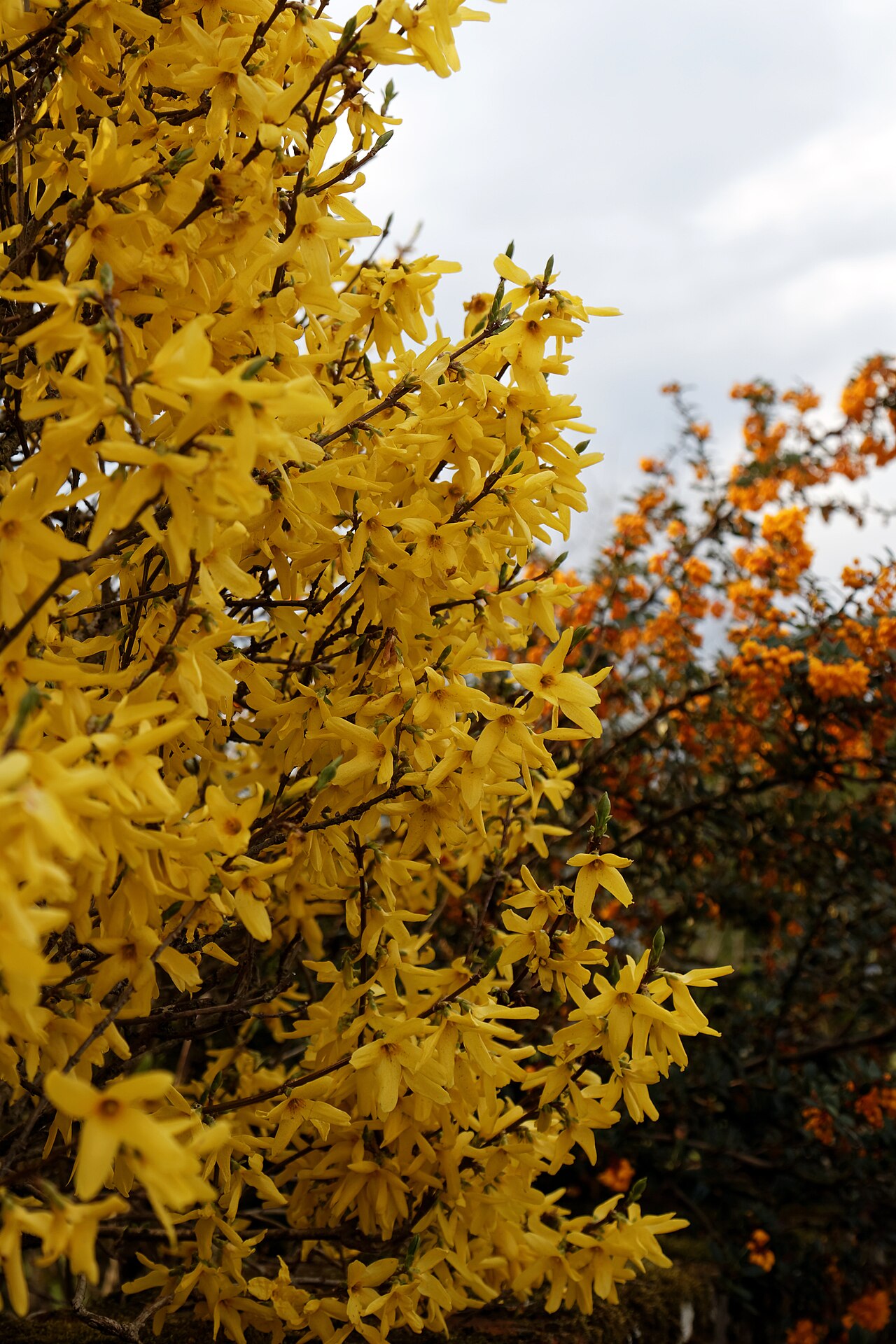Forsythie