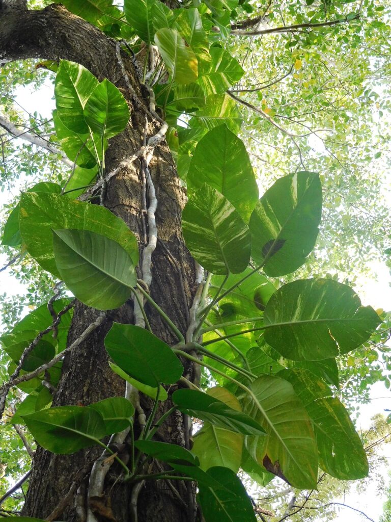 Efeutute (Epipremnum aureum)