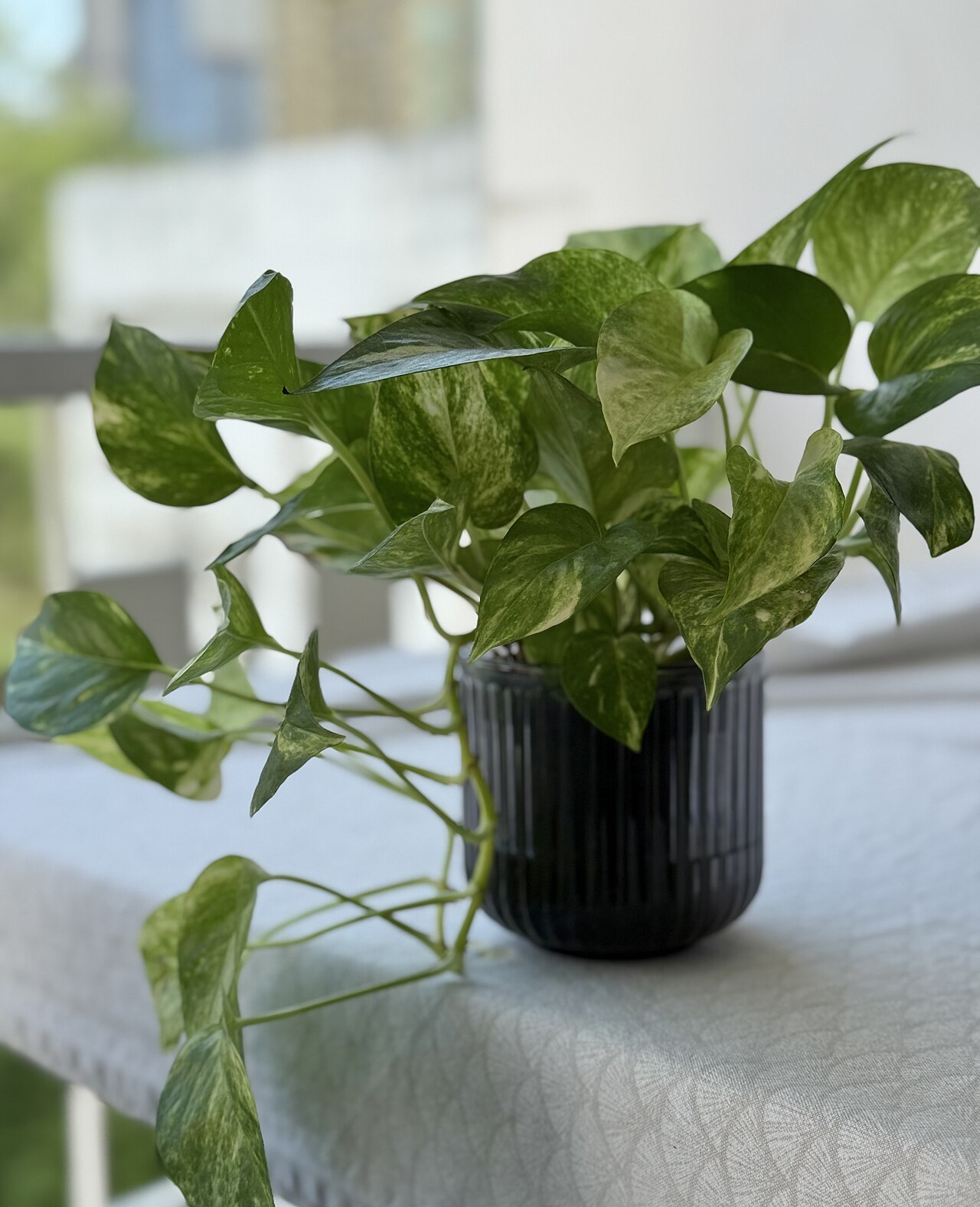 Efeutute (Epipremnum)