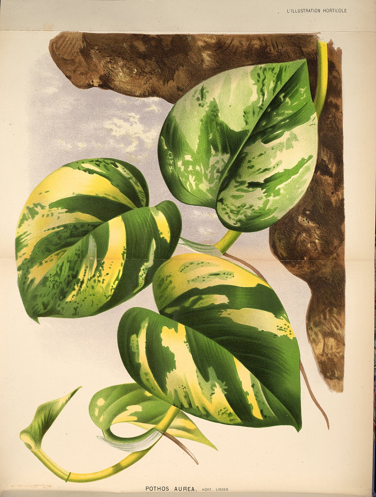 Efeutute (Epipremnum)