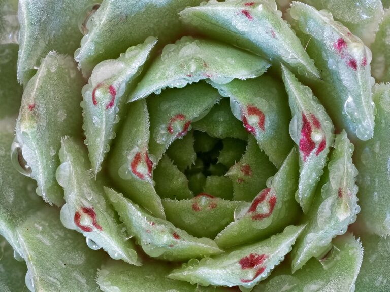 Sukkulente (Echeveria)
