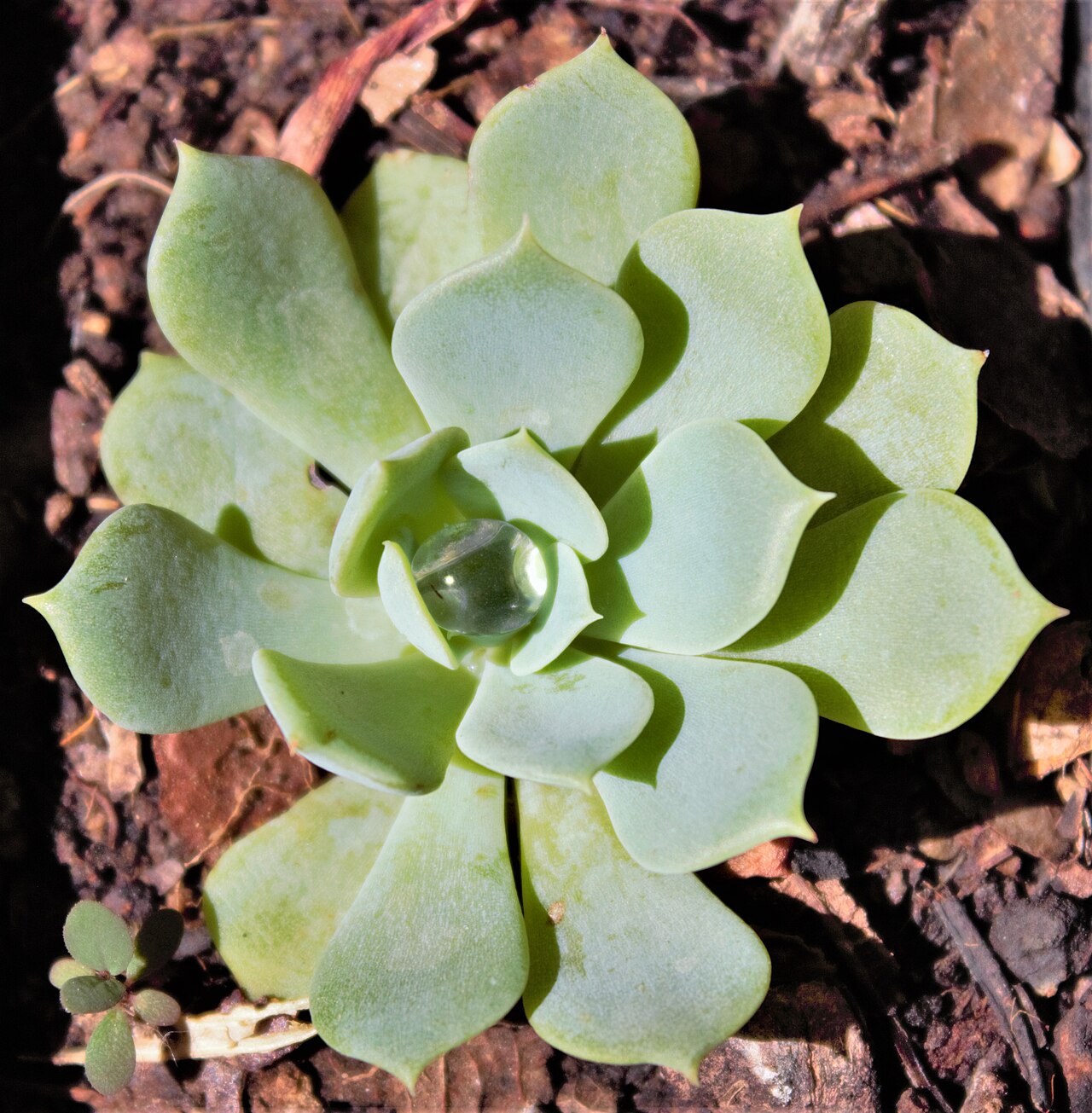 Sukkulenten (Echeveria)