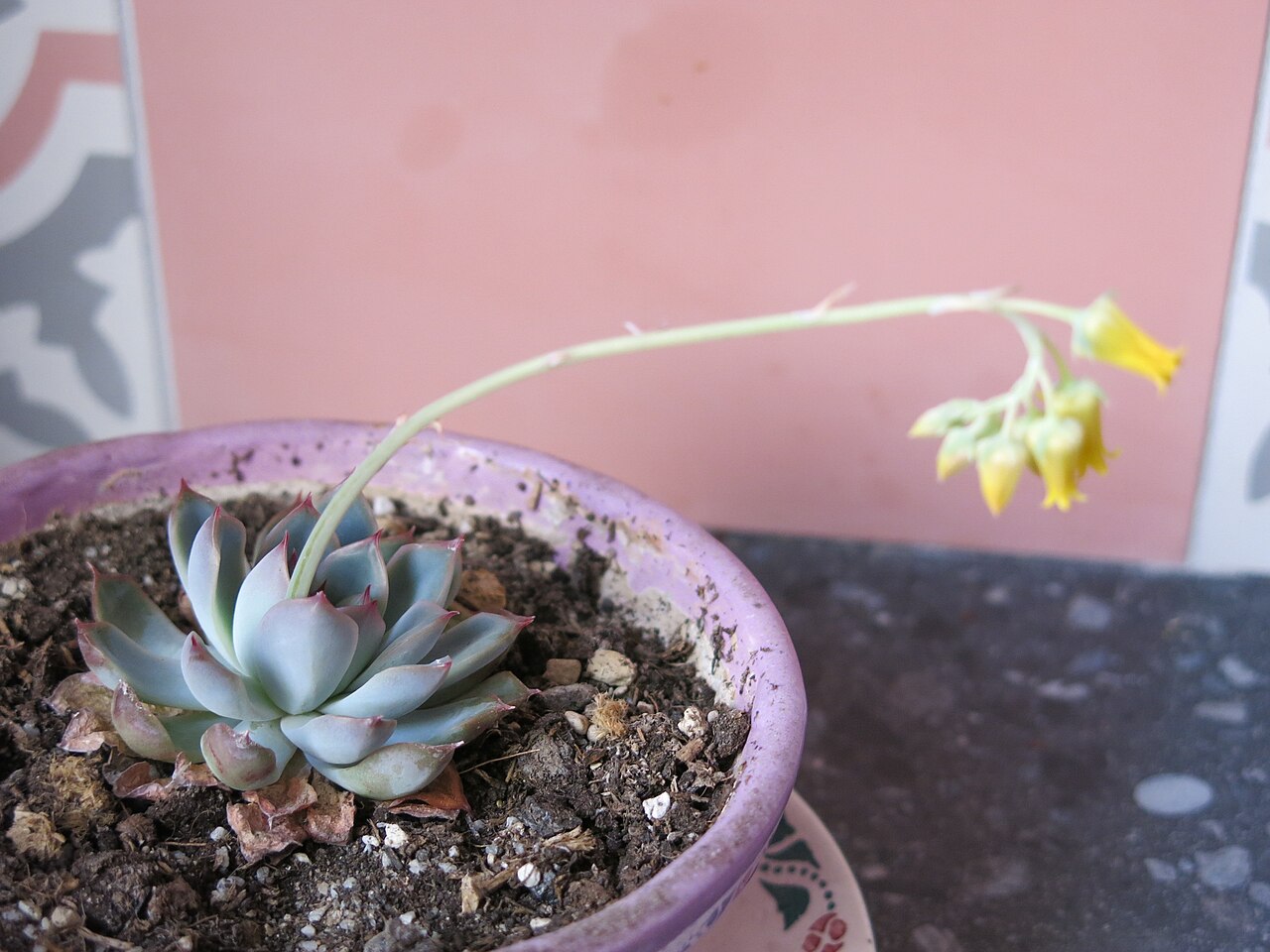 Sukkulenten (Echeveria)