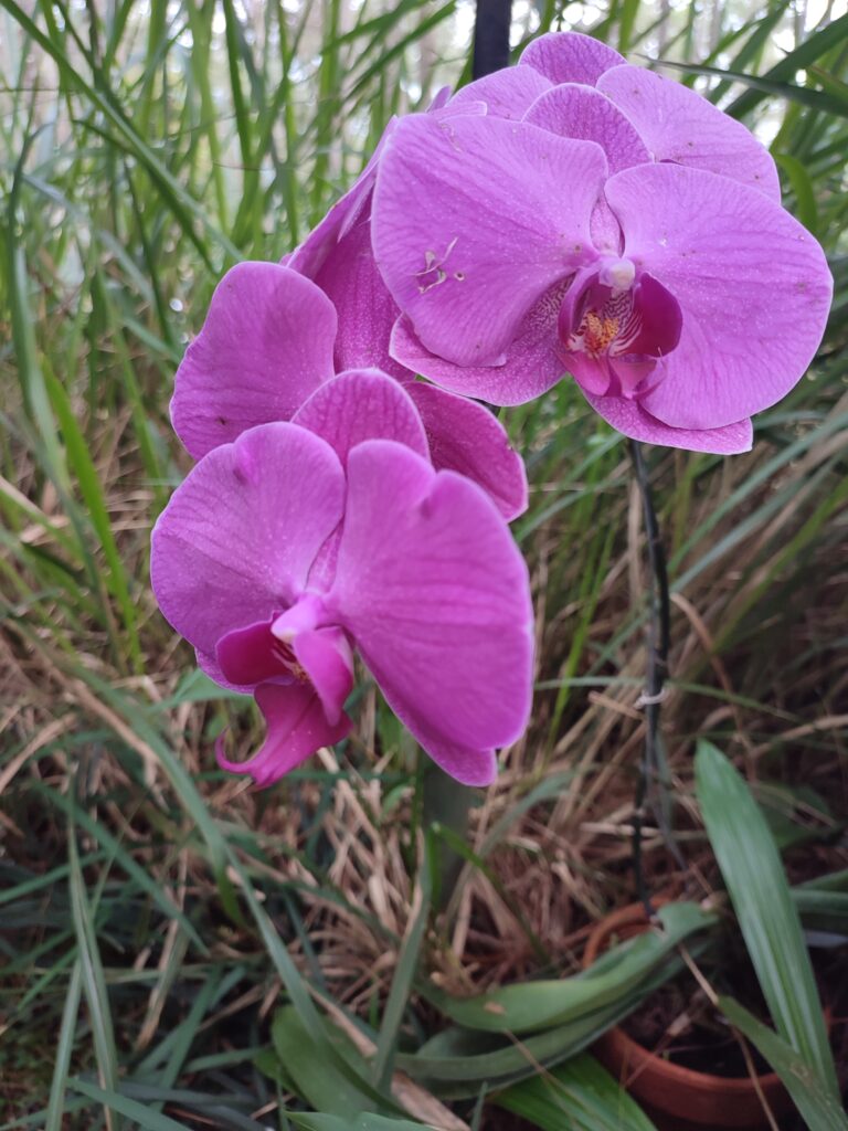 Orchidee (Phalaenopsis)