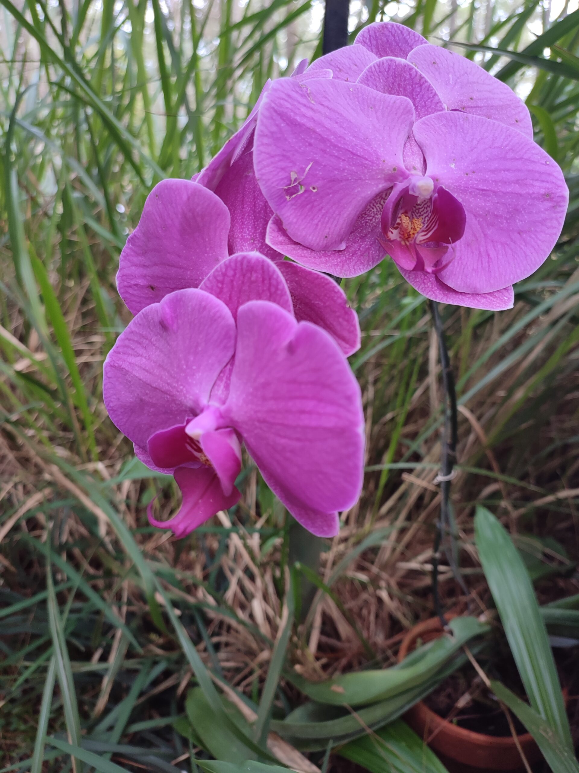 Orchidee (Phalaenopsis)