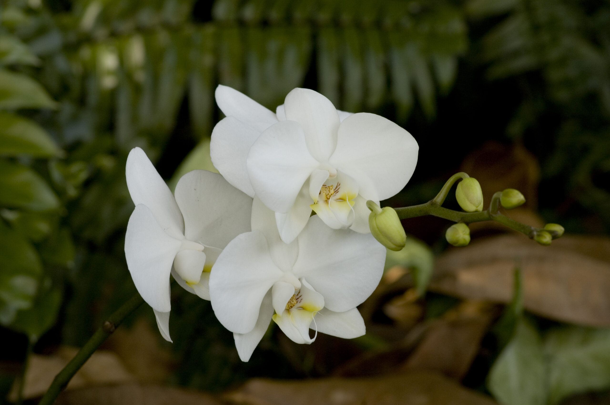 Orchidee (Phalaenopsis)