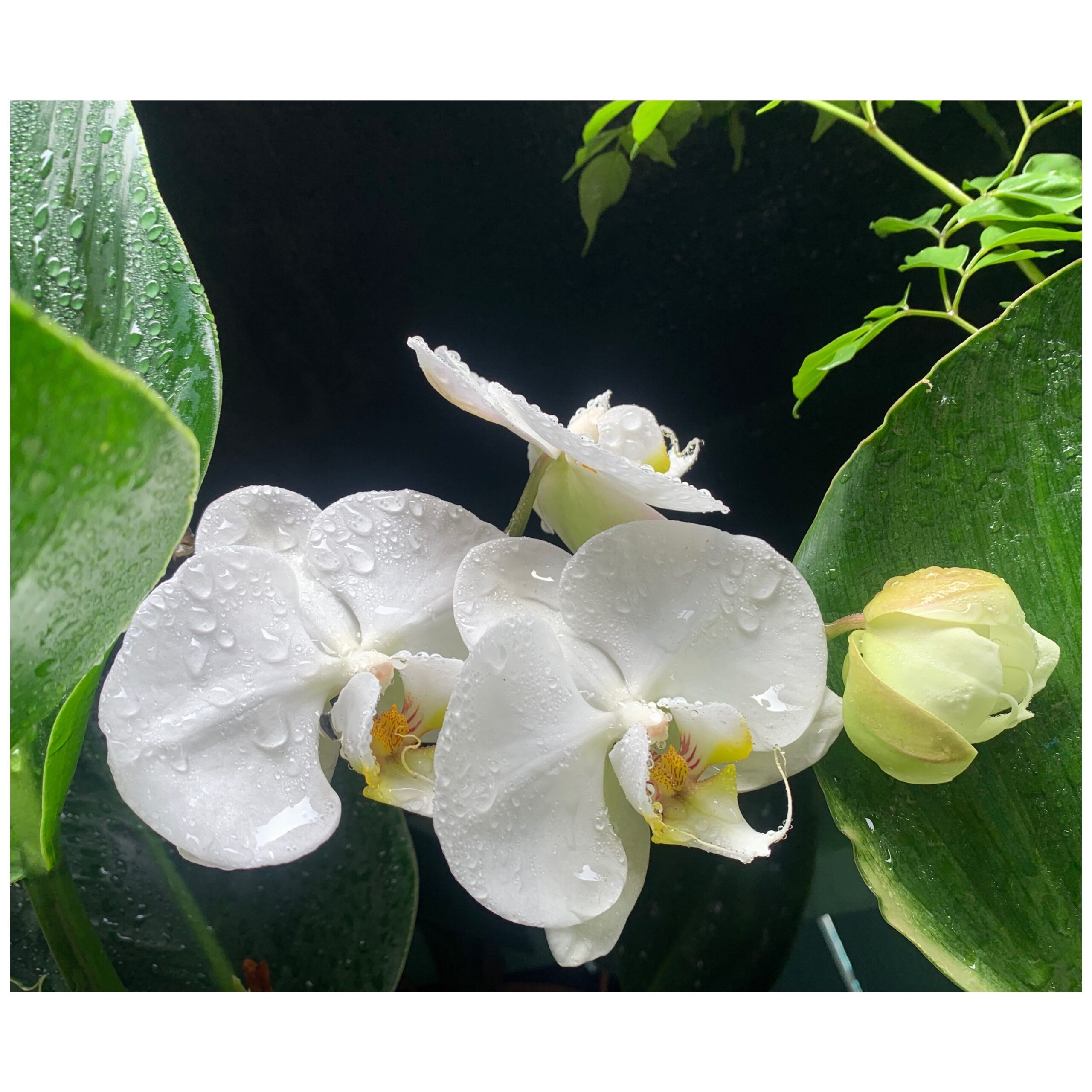 Orchidee (Phalaenopsis)