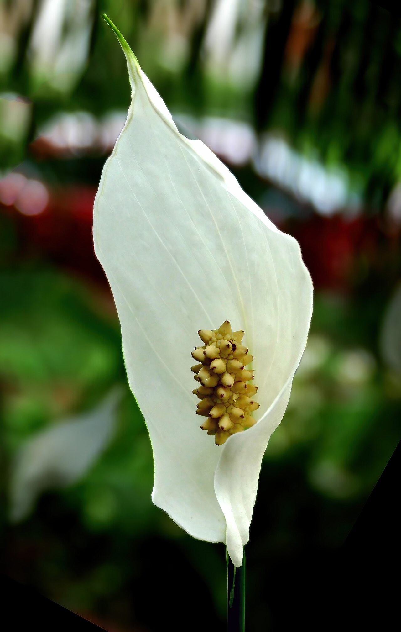 Einblatt (Spathiphyllum)