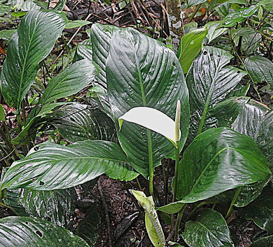 Einblatt (Spathiphyllum)