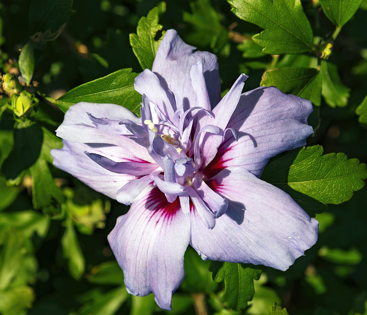 Hibiskus (Hibiscus syriacus)