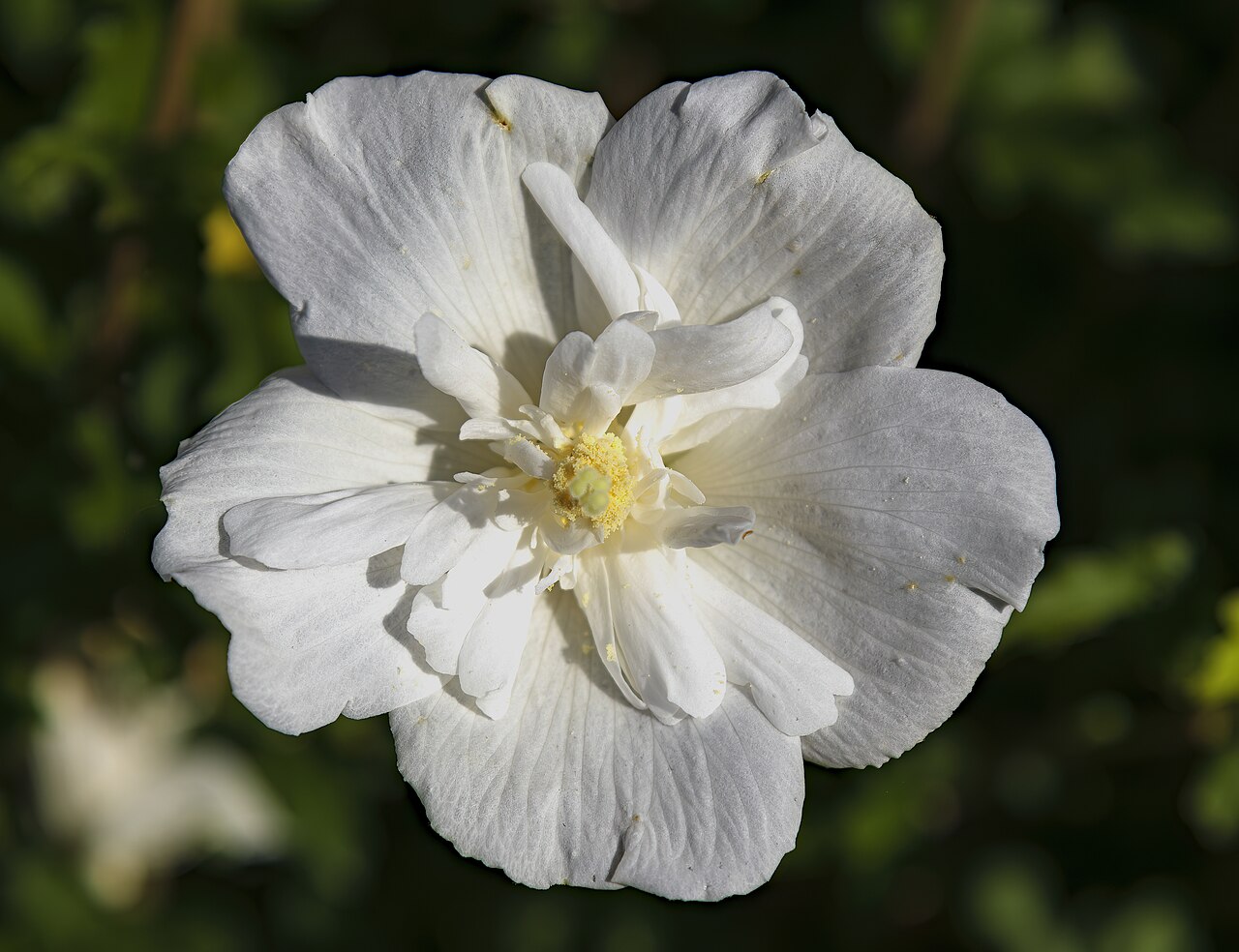 Hibiskus (Hibiscus syriacus)