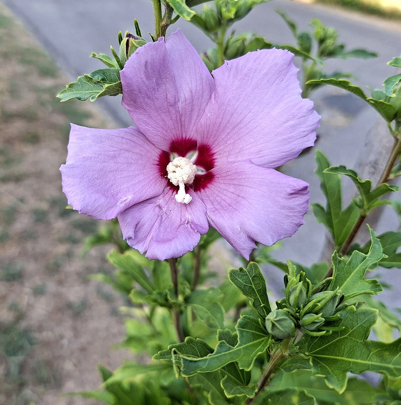 Hibiskus (Hibiscus syriacus)