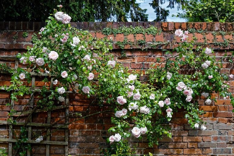 Kletterrose
